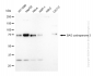 KD-Validated Anti-BAG cochaperone 3 Rabbit Monoclonal Antibody